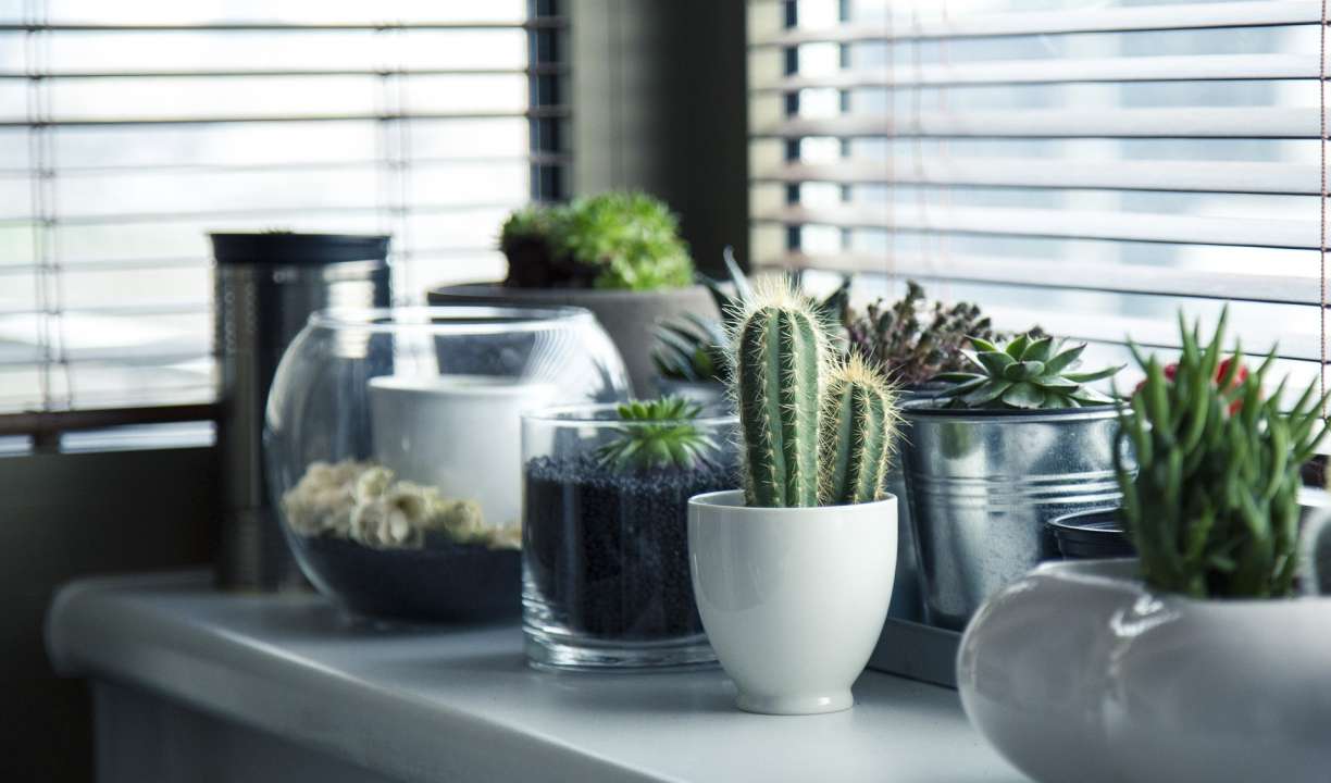 Vase for indoor plants discount